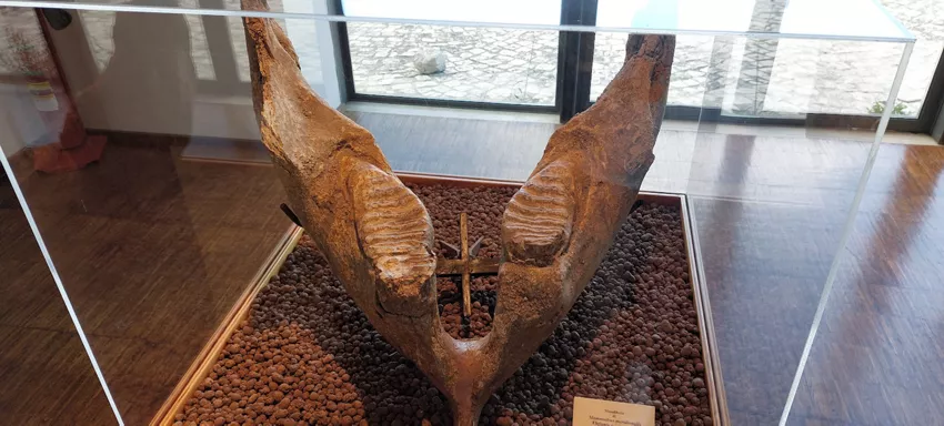 Museo Geopaleontologico "Alto Aventino"