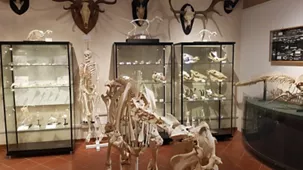 Museo Civico di Storia Naturale Silvia Zenari