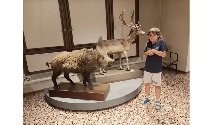 Museo Civico di Storia Naturale Silvia Zenari