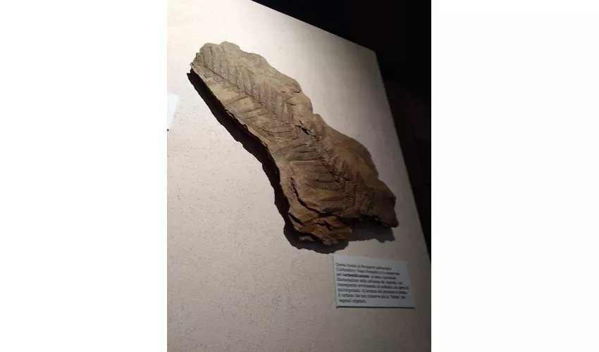 Museo Geologico della Carnia