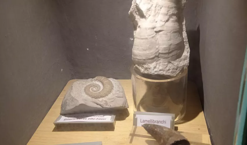 Museo Paleontologico Silvio Lai
