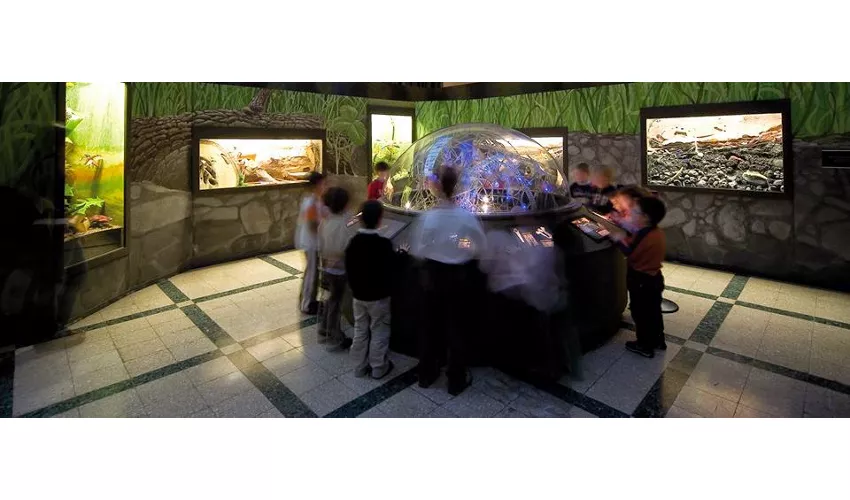 Museo civico di Zoologia