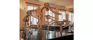 Museo civico di Zoologia