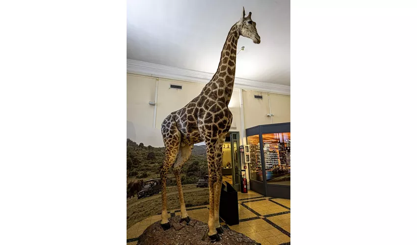 Museo civico di Zoologia