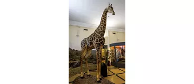 Museo civico di Zoologia