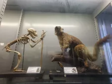 Museo di Anatomia comparata "Battista Grassi"