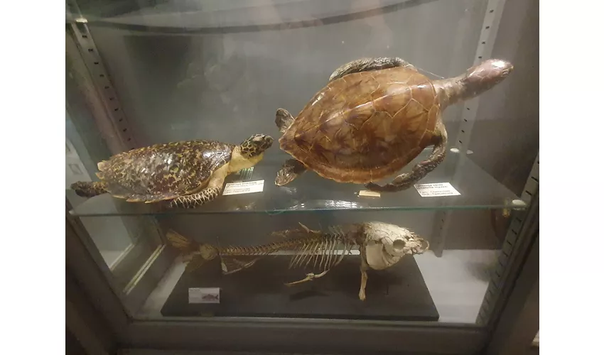 Museo di Anatomia comparata "Battista Grassi"