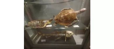 Museo di Anatomia comparata "Battista Grassi"