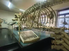 Museo di Anatomia comparata "Battista Grassi"