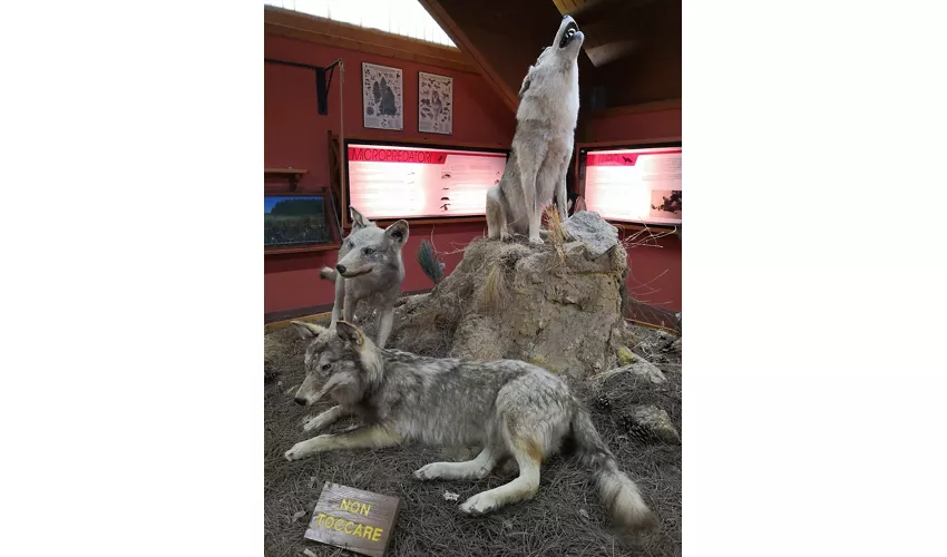 Museo Naturalistico Del Cupone