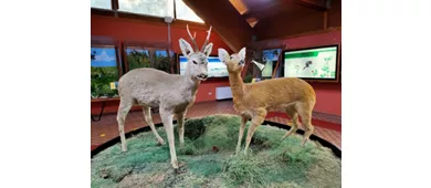 Museo Naturalistico Del Cupone