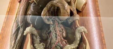 Collezione delle Cere Anatomiche "Luigi Cattaneo"