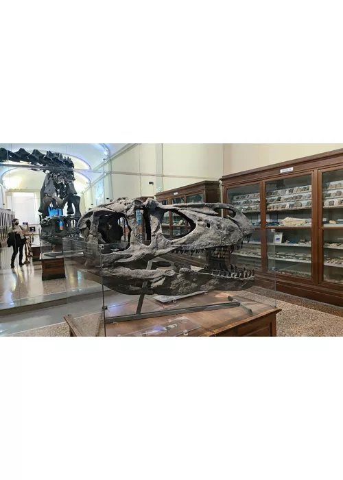 Coleção de Geologia "Museu Giovanni Capellini"