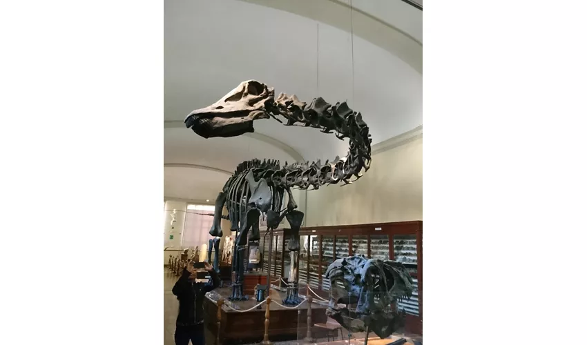 Geologische Sammlung „Museo Giovanni Capellini“