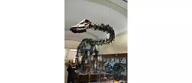 Collection de géologie - Musée Giovanni Capellini