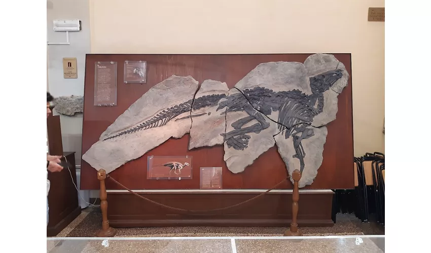 Geologische Sammlung „Museo Giovanni Capellini“