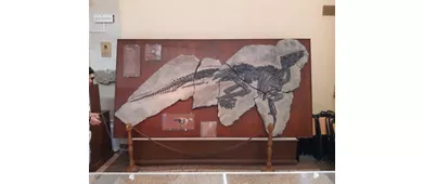 Collection de géologie - Musée Giovanni Capellini