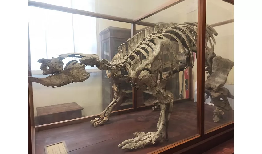 Geologische Sammlung „Museo Giovanni Capellini“