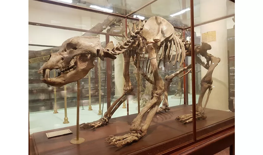 Geologische Sammlung „Museo Giovanni Capellini“