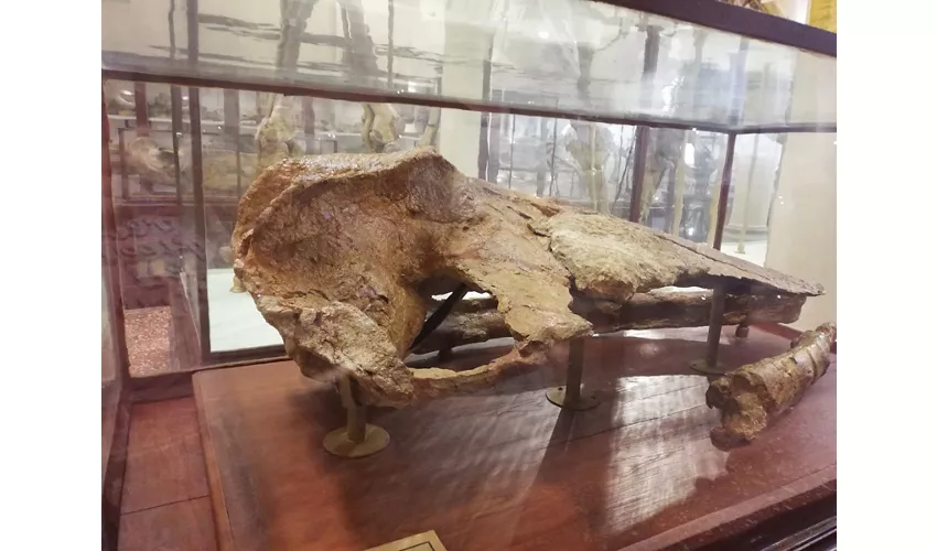 Geologische Sammlung „Museo Giovanni Capellini“