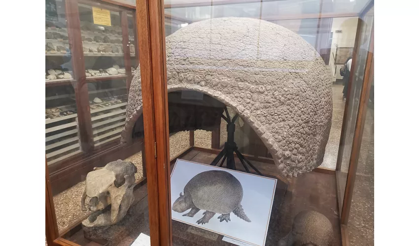 Geologische Sammlung „Museo Giovanni Capellini“