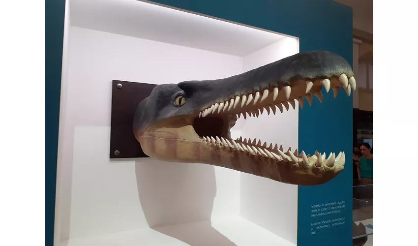 Collection de géologie - Musée Giovanni Capellini