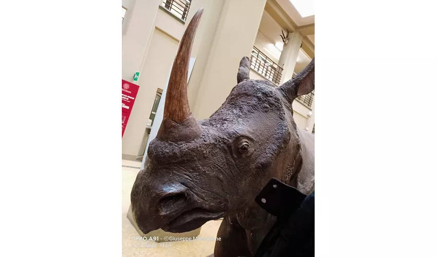 Collezione di Zoologia