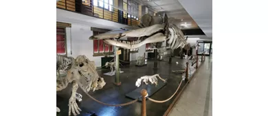 Collezione di Zoologia