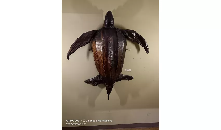 Collezione di Zoologia