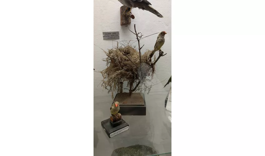 Collezione di Antropologia