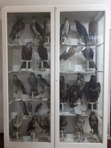 Museo Ornitologico Foschi