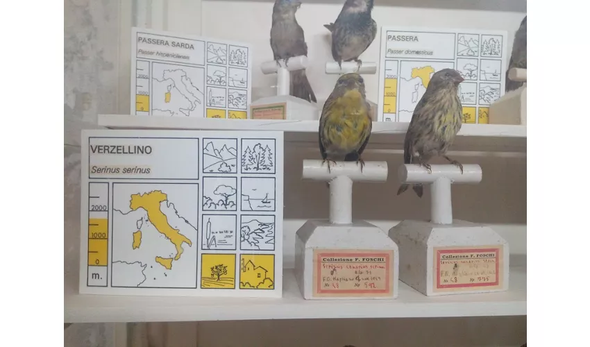 Museo Ornitologico Foschi