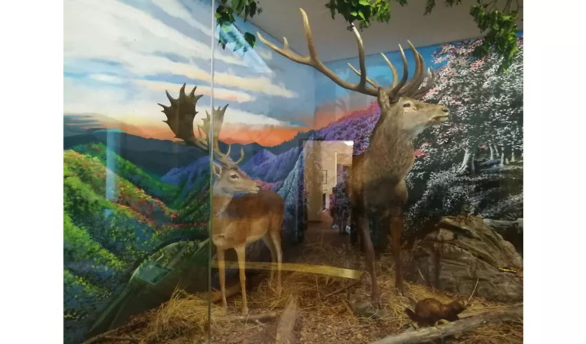 Museo della Fauna