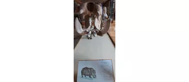 Museo di Paleontologia e Preistoria P. Leonardi