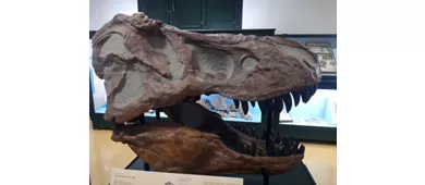 Museo Civico di Storia Naturale di Ferrara