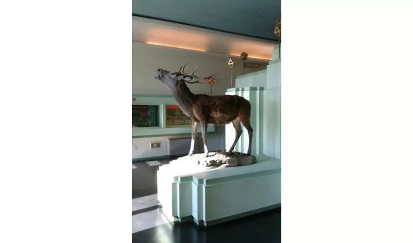 Museo del Cervo e del Bosco della Mesola