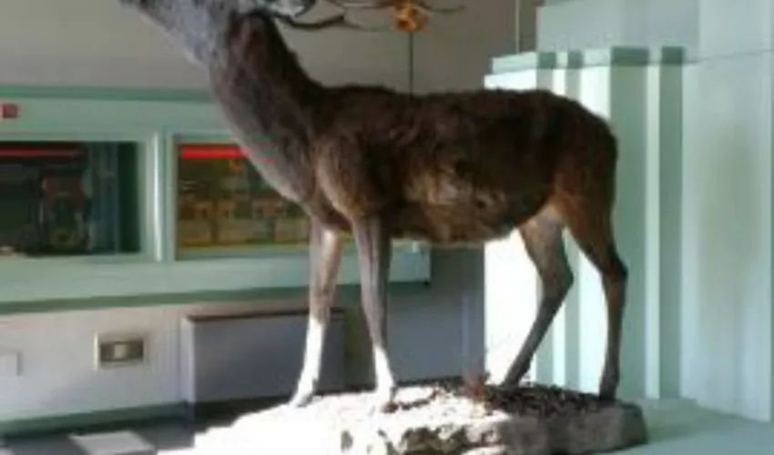 Museo del Cervo e del Bosco della Mesola