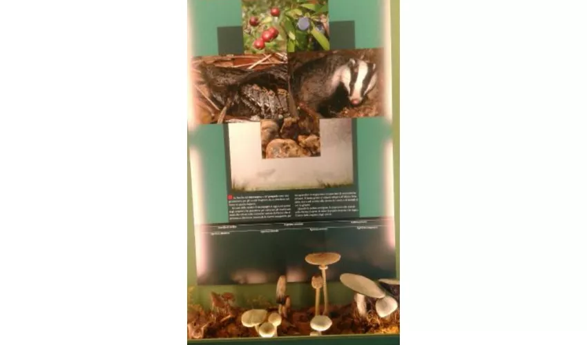 Museo del Cervo e del Bosco della Mesola