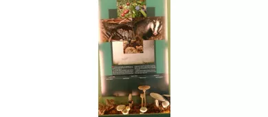 Museo del Cervo e del Bosco della Mesola