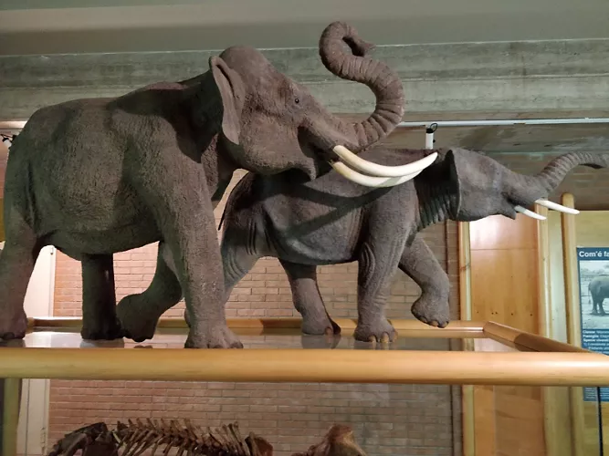 Musei della Venere e dell'Elefante