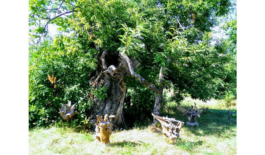 Museum der Kastanie und des Borlengo ZOCCA (MO)