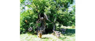 Museum der Kastanie und des Borlengo ZOCCA (MO)