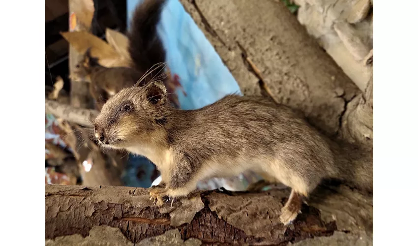 Museum der Kastanie und des Borlengo ZOCCA (MO)