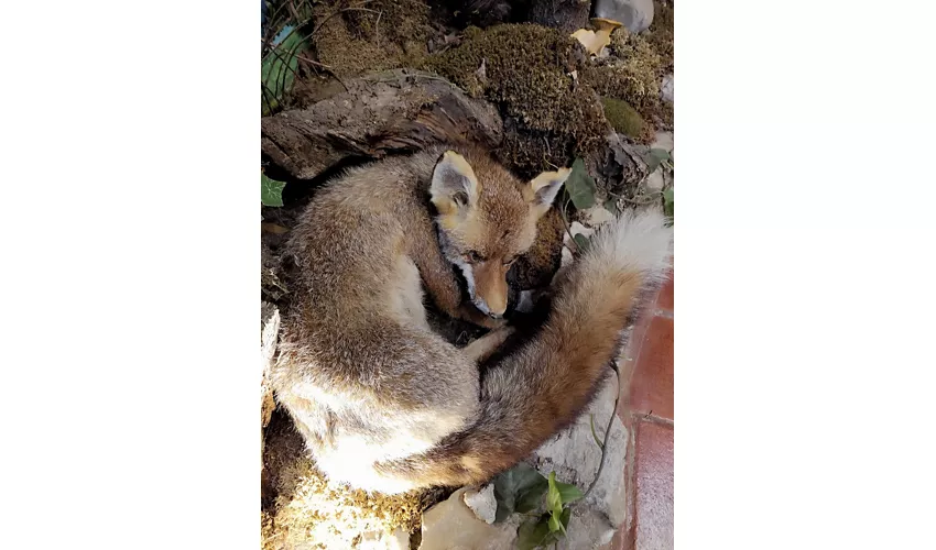Museum der Kastanie und des Borlengo ZOCCA (MO)