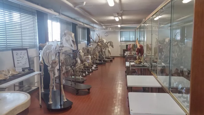 Museo della Sezione di Anatomia degli Animali di Interesse Medico Veterinario