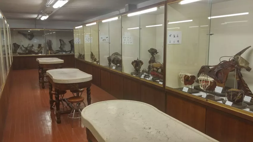Museo della Sezione di Anatomia degli Animali di Interesse Medico Veterinario