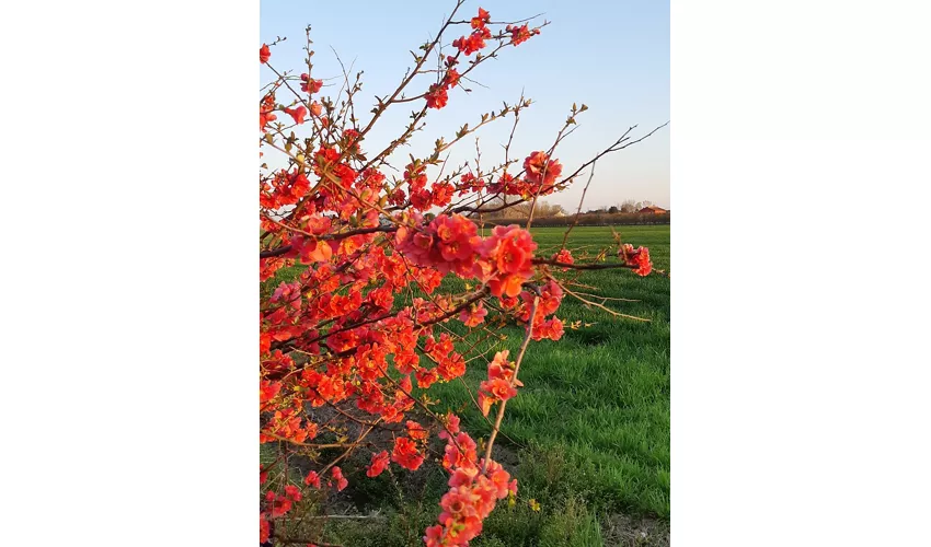 Museum des Obstanbaus „A. Bonvicini“