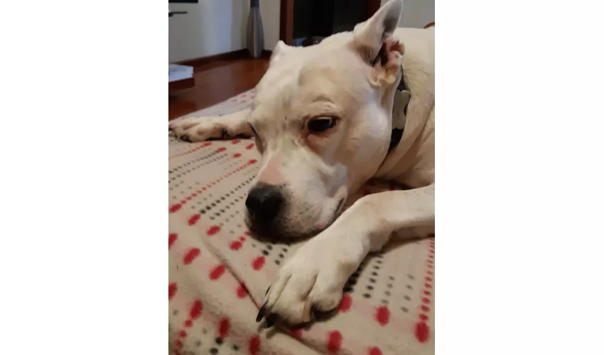 Museum des Obstanbaus „A. Bonvicini“