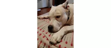 Museum des Obstanbaus „A. Bonvicini“