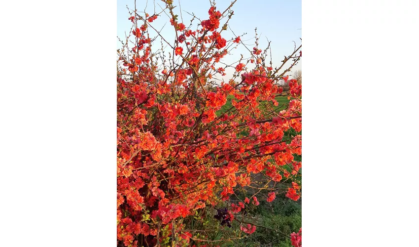 Museum des Obstanbaus „A. Bonvicini“